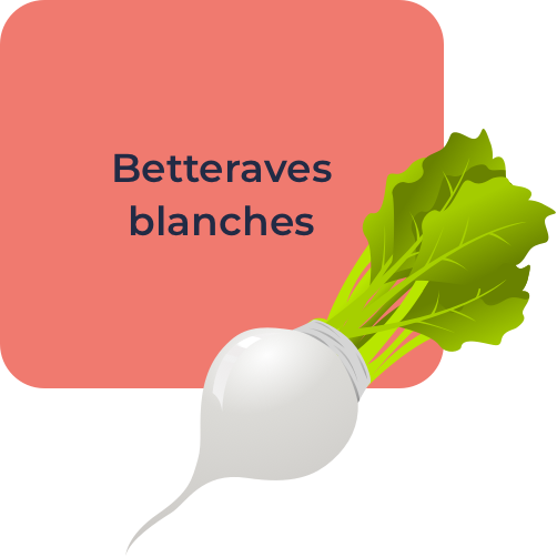 Betteraves blanches
