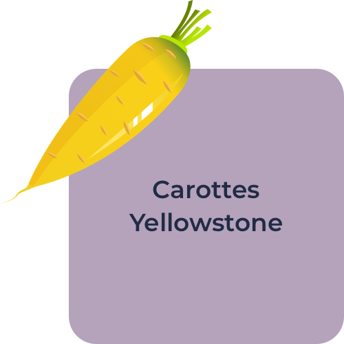 Carottes Yellowstone