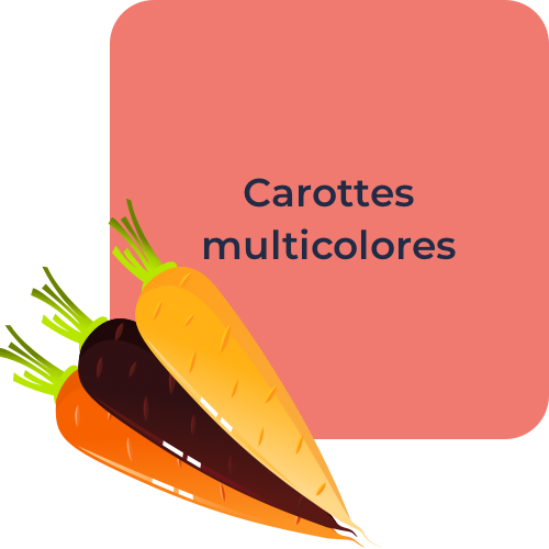 Carottes multicolores