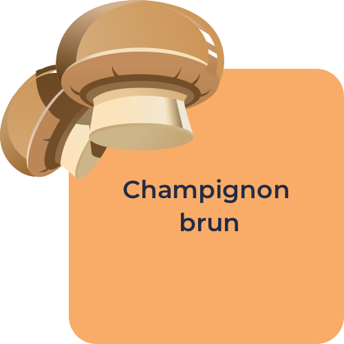 Champignon brun