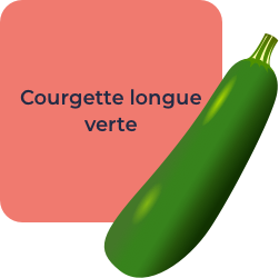 Courgettes longues vertes