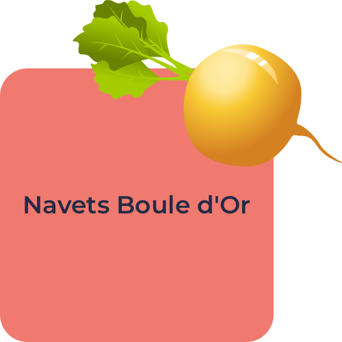 Navets Boule d'Or