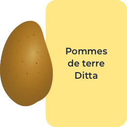 Pommes de terre Ditta