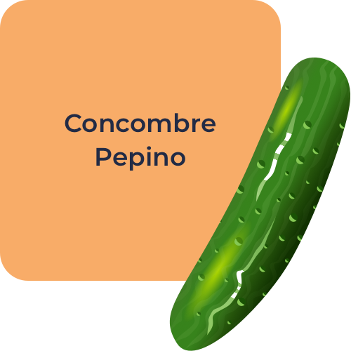 Concombre Pepino
